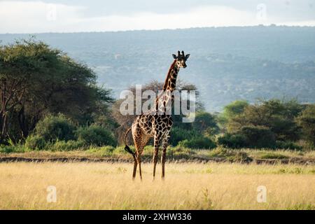 Giraffe in freier Wildbahn. Eine Giraffe spaziert zwischen den Bäumen in der Savanne. Wunderschöne afrikanische Landschaft. Masai Mara kenia. Stockfoto