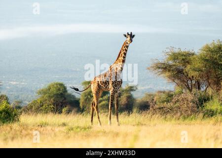 Giraffe in freier Wildbahn. Eine Giraffe spaziert zwischen den Bäumen in der Savanne. Wunderschöne afrikanische Landschaft. Masai Mara kenia. Stockfoto