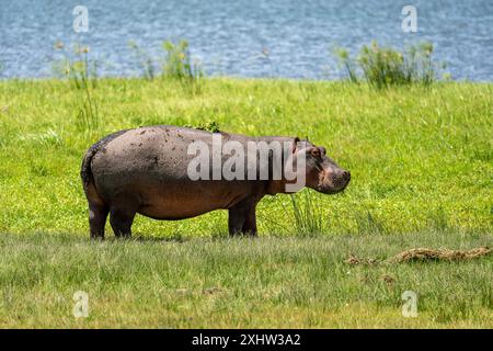 Grast (isst) auf grünem Gras. Pygmy Nilpferd (Pygmy Nilpferd) ist ein niedliches kleines Nilpferd vor dem Hintergrund von Gras und See. Stockfoto