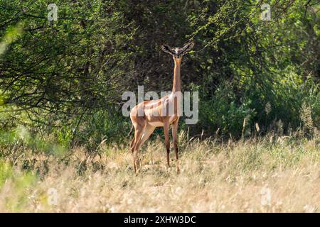 Afrika, Kenia, Samburu National Reserve, Weibliche Gerenuk (Litocranius Walleri) Stockfoto