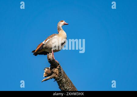 Eine einsame Ente steht unter dem klaren blauen Himmel dagegen. Eine Ente sitzt auf einem Baum gegen den Himmel Stockfoto