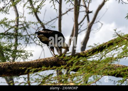 Ein Adler mit weißem Kopf sitzt auf einem Ast. Herrlicher starker Weißkopfseeadler, der in der Nähe grüner Vegetation sitzt Stockfoto