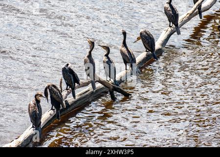 Kormorane sitzen auf einem Baum vor dem Hintergrund des Lake Nakuru Kenia. Ostafrika. Stockfoto