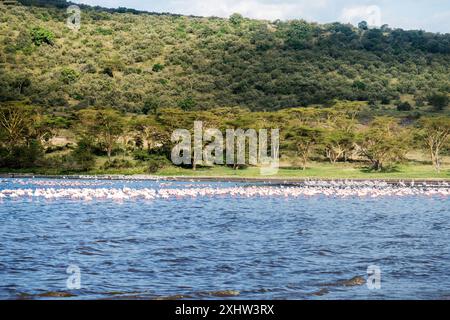 Afrika. Kenia. Lake Nakuru. Flamingo. Flamingos-Herde. Die Natur Kenias. Vögel Afrikas. Stockfoto