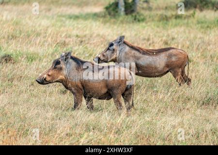 Zwei junge Warzenschweine, die grasen. Wilde afrikanische Wildschweine auf mehr Stockfoto