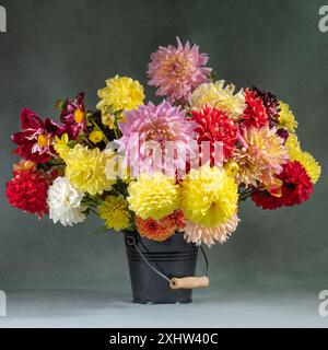 Stillleben mit wunderschönen, bunten Dahlien. Sehr großer Blumenstrauß in einem Eimer Stockfoto