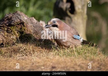 Eine Nahaufnahme eines eurasischen jay, Garrulus glandarius, wie er auf Gras steht und nach Nahrung sucht. Es ist Platz für Text um ihn herum. Stockfoto