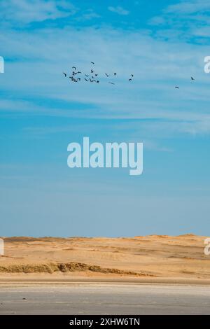 Scharen Sie sich über Dünen: Im Paracas Reservat lebt die Tierwelt Stockfoto