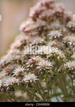 Blühende kanarische Insel mit saftiger Aeonium lancerottense und kegelförmiger Blütenreihe in hellrosa Sternform. Juni, Gemäßigtes Haus Kew Gardens Stockfoto