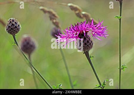 Ein gemeiner Knapweed (Centaurea Nigra, Black Knapweed) mit seinem distelartigen lila Blütenkopf, der auf einer Wildblumenwiese in England wächst. Juni. Nahaufnahme Stockfoto