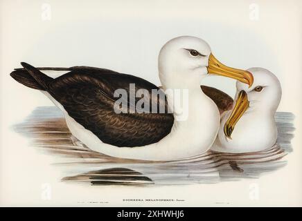 Schwarze Augenbrauen Albatros (Diomedea melanophrys), illustriert von Elizabeth Gould (1804–1841) für John Gould (1804–1881) Birds of Australia (1972 Editi) Stockfoto