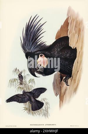 Great Palm-Cuckatoo (Microglossus aterrimus), illustriert von Elizabeth Gould (1804–1841) für John Gould’s (1804–1881) Birds of Australia (1972) Stockfoto