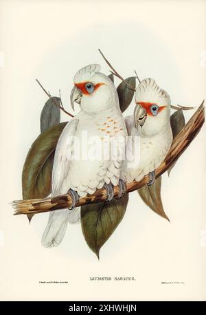 Langschnabel-Cockatoo (Licmetis nasicus) illustriert von Elizabeth Gould (1804–1841) für John Gould’s (1804–1881) Birds of Australia (1972 Ausgabe, 8 vo Stockfoto