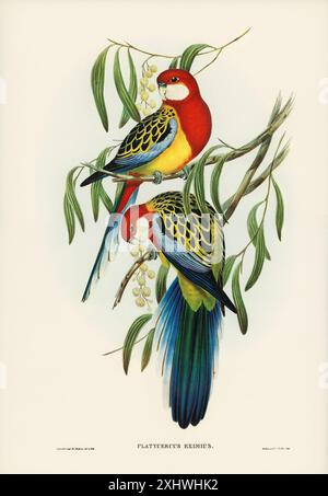 Rose-Hill-Sittich (Platycercus eximius) illustriert von Elizabeth Gould (1804–1841) für John Gould’s (1804–1881) Birds of Australia (Ausgabe 1972, 8 V Stockfoto