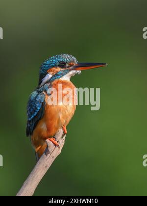 Ein gemeiner Eisvogel, ein kleiner und schöner Vogel, der in der Nähe von Gewässern lebt. Das Hauptessen ist Fisch. Stockfoto