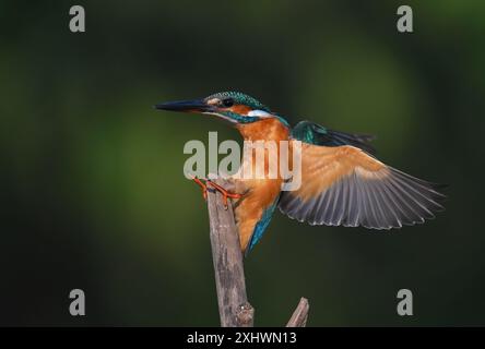 Ein gemeiner Eisvogel, ein kleiner und schöner Vogel, der in der Nähe von Gewässern lebt. Das Hauptessen ist Fisch. Stockfoto