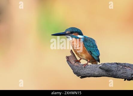 Ein gemeiner Eisvogel, ein kleiner und schöner Vogel, der in der Nähe von Gewässern lebt. Das Hauptessen ist Fisch. Stockfoto