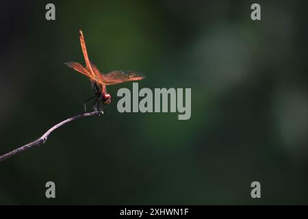 Eine leuchtend rote Libelle thront zart auf einem schlanken Zweig, deren durchscheinende Flügel im Sonnenlicht glitzern. Stockfoto