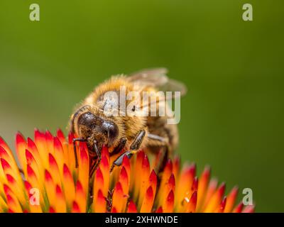 Nahaufnahme einer Biene, die Echinacea-Blüten bestäubt Stockfoto