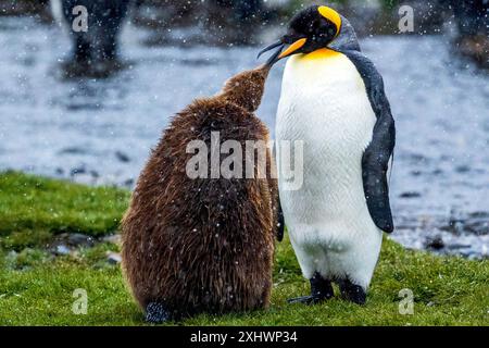 Königspinguine, Fortuna Bay, Südgeorgien, Montag, 27. November, 2023. Foto: David Rowland / One-Image.com Stockfoto