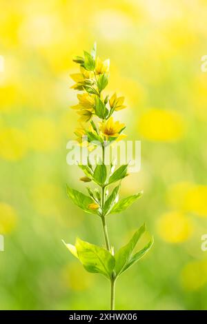 Gelber Loosestrife (Lysimachia vulgaris), der im britischen Wildgarten wächst, mit unscharfen Habittern, die in langem Gras dahinter wachsen Stockfoto