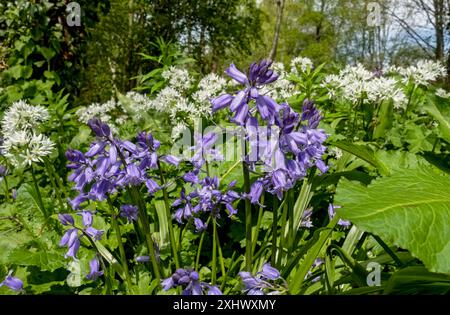 Nahaufnahme von wildem Knoblauch und Blauglocken Blauglockenblüten, die im Frühjahr in einem Waldland blühen England Großbritannien Großbritannien Großbritannien Großbritannien Großbritannien Großbritannien Großbritannien Großbritannien Großbritannien Großbritannien Großbritannien Großbritannien Großbritannien Großbritannien Großbritannien Großbritannien Großbritannien Großbritannien Großbritannien Großbritannien Großbritannien Großbritannien Großbritannien Großbritannien Stockfoto