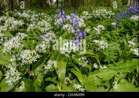 Wilde Knoblauch- und Blauglockenblüten blühen in einem Waldland im Frühjahr England Großbritannien Großbritannien Großbritannien Großbritannien Großbritannien Großbritannien Großbritannien Großbritannien Großbritannien Großbritannien Großbritannien Großbritannien Großbritannien Großbritannien Großbritannien Großbritannien Großbritannien und Nordirland Stockfoto