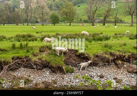 Lämmer, die am Fluss weiden im Frühling Grasmere Lake District Nationalpark Cumbria England Großbritannien Großbritannien Großbritannien Großbritannien Großbritannien Großbritannien Großbritannien Großbritannien Großbritannien Großbritannien Großbritannien Großbritannien Großbritannien Großbritannien Großbritannien Großbritannien Stockfoto