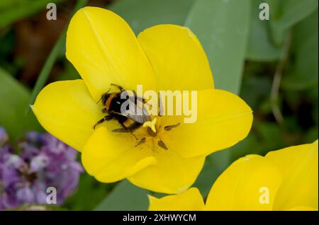 Bestäubende Biene auf einer gelben Tulpe Stockfoto
