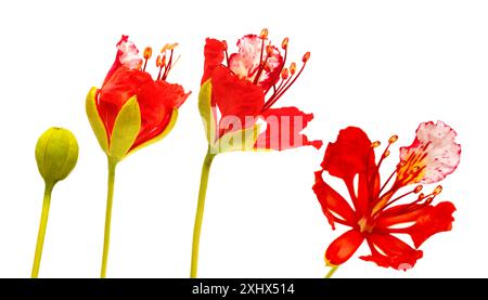 Öffnungsblumen von Delonix regia oder extravagant, isoliert auf weißem Hintergrund Stockfoto