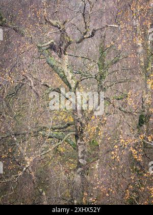 Landschaft und Wald von South Shropshire, von Bury Gratches, einem Ironage Hill Fort in der Nähe von Clun, Shropshire, Großbritannien Stockfoto