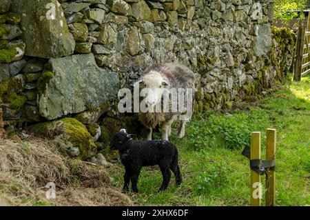 Herdwick Schaf und Lammschaf auf einem Feld im Lake District Nationalpark Cumbria England Großbritannien Großbritannien Großbritannien Großbritannien Großbritannien Großbritannien Großbritannien Großbritannien Großbritannien Großbritannien Großbritannien Großbritannien Stockfoto