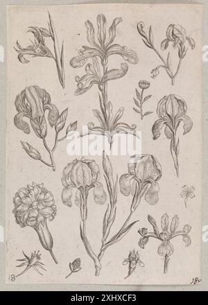 Kupferstich von Adriaen Collaert und der Familie Galle, der Iris zeigt, mit botanischen Details, Stielen, Blumen und flämischen Drucktechniken des 16. Bis 17. Jahrhunderts. Stockfoto