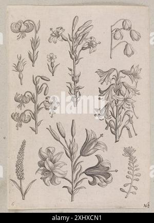 Kupferstich von Adriaen Collaert und der Familie Galle, der Lilien mit botanischen Details, Stielen, Blumen und flämischen Drucktechniken aus dem 16. Bis 17. Jahrhundert zeigt. Stockfoto