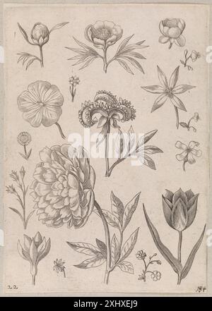 Kupferstich von Adriaen Collaert und der Familie Galle, der eine Pfingstrose mit botanischen Details, Blütenblättern, Blättern und flämischem Stil aus dem 16. Bis 17. Jahrhundert darstellt. Stockfoto
