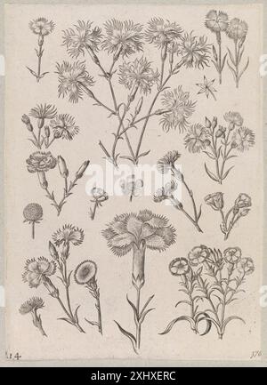 Ein Kupferstich von Adriaen Collaert, der eine Nelkenblume darstellt. Der Druck ist Teil der niederländischen und flämischen botanischen Gravurtradition aus dem späten 16. Jahrhundert. Stockfoto