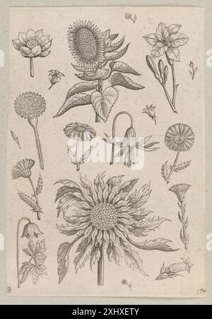 Kupferstich von Adriaen Collaert und der Familie Galle, der zwei Sonnenblumen mit botanischen Details, Stielen, Blättern und flämischem Druckstil aus dem 16. Bis 17. Jahrhundert zeigt. Stockfoto