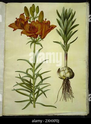 Lilium Bulbiferum (Brand-Lily) Holtzbecker, Hans Simon 1610 - 1671, Merian, Maria Sibylla 1647 - 1717 Gouache, Zeichnung Bemærkninger over en Samling af Blomstertegninger i den kongeligen Kobberstiksamling, J.F. Schow, 6566, 1849 Lilium bulbiferum (Brand-lilje) Stockfoto