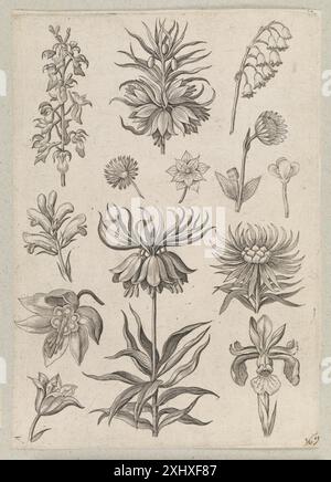 Ein Kupferstich von Adriaen Collaert, der die Lilie des Tals darstellt. Der Druck ist Teil niederländischer und flämischer botanischer Stiche aus dem späten 16. Jahrhundert. Stockfoto