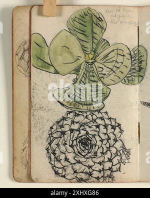 Mehrere botanische Zeichnungen von Niels Larsen Stevns, die verschiedene Pflanzenarten darstellen und sich auf Blattstruktur, Stämme und Wachstumsmuster konzentrieren. Stockfoto