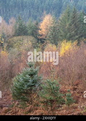 Landschaft und Wald von South Shropshire, von Bury Gratches, einem Ironage Hill Fort in der Nähe von Clun, Shropshire, Großbritannien Stockfoto