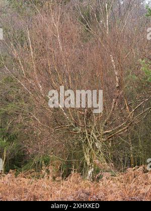 Landschaft und Wald von South Shropshire, von Bury Gratches, einem Ironage Hill Fort in der Nähe von Clun, Shropshire, Großbritannien Stockfoto