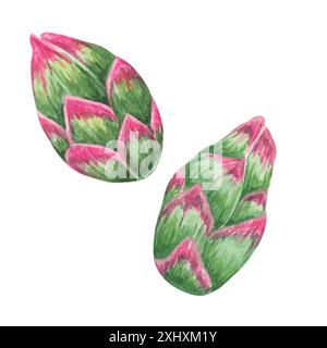 Ein Paar Drachenfruchteknospen, die in Aquarell, Pitaya oder Pitahaya-Kakteen gemalt sind. Clipart für botanische Illustrationen, Gartenkataloge oder Design-Projekte mit tropischen Themen, Branding für natürliche Produkte Stockfoto