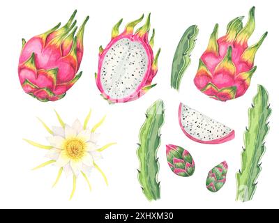 Drachenfrüchte, Scheiben, Blüten, Knospen und Kaktusblätter Set. Pitahaya-Teilebündel. pitaya Clipart-Kollektion mit Aquarell für tropische Designs, Lehrmaterialien oder das Branding mit exotischen Früchten Stockfoto