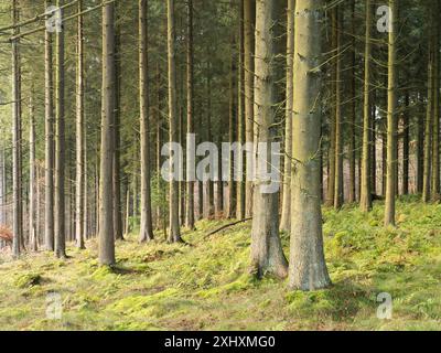 Landschaft und Wald von South Shropshire, von Bury Gratches, einem Ironage Hill Fort in der Nähe von Clun, Shropshire, Großbritannien Stockfoto