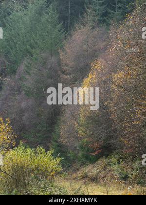 Landschaft und Wald von South Shropshire, von Bury Gratches, einem Ironage Hill Fort in der Nähe von Clun, Shropshire, Großbritannien Stockfoto