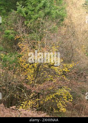 Landschaft und Wald von South Shropshire, von Bury Gratches, einem Ironage Hill Fort in der Nähe von Clun, Shropshire, Großbritannien Stockfoto