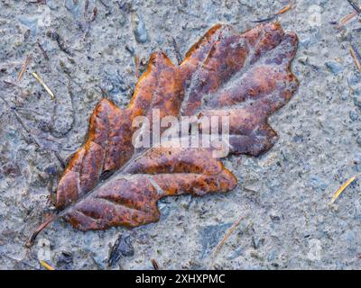 Landschaft und Wald von South Shropshire, von Bury Gratches, einem Ironage Hill Fort in der Nähe von Clun, Shropshire, Großbritannien Stockfoto