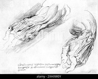 Anatomische Untersuchungen (écorchés.) Der linke Unterarm eines Mannes in zwei Positionen. Panneels, Willem 1600 - 1634 Zeichnung Van Dycks Antwerpener Sketchbook: Vol. 1-2, Michael Jaffé, Vol. I, S. 43, 102, n. 70 & 71, pl. XLVIII, 40292, 1966. Peter Paul Rubens: Die Zeichnungen, Anne-Marie Logan, Abb. 52, S. 98, k2005-106, 2005. Meisterzeichnungen: Die Klassifizierung der Zeichnungen im sogenannten Rubens'Cantoor; die Klassifizierung der Zeichnungen im sog. Rubens'Cantoor, Meisterzeichnungen, Jesper Svenningsen, S. 349-355, 2013 Anatomische Studien (écorchés.) Der linke Unterarm eines Mannes in zwei Positionen. Stockfoto