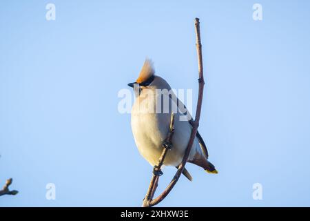 Der böhmische Wachsschwanz, Bombycilla garrulus, Zugvogel ist ein seltener Besucher in den Niederlanden, der viele Vogelbeobachter anzieht. Stockfoto